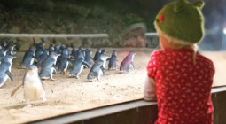 Penguin Parade Activities