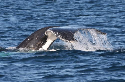 cape woolamai cruise phillip island