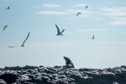 croppedimage180120 Seal rocks