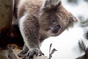 croppedimage180120 nav attr koalas
