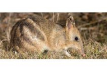 SetSize235155 Eastern Bandicoot 2 cropped2