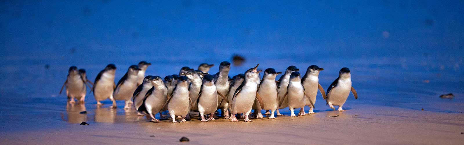penguin parade attractions hero