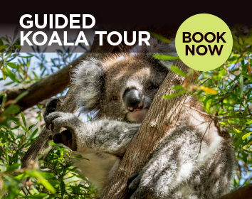 2562 Koala Tour Home Page Slider 0425