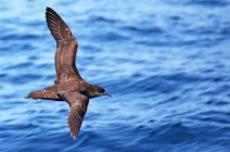 NP SS Shearwater shutterstock 1674932923