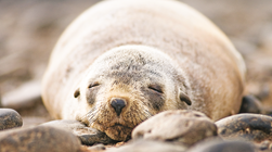 seal sightings
